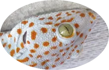 gecko head