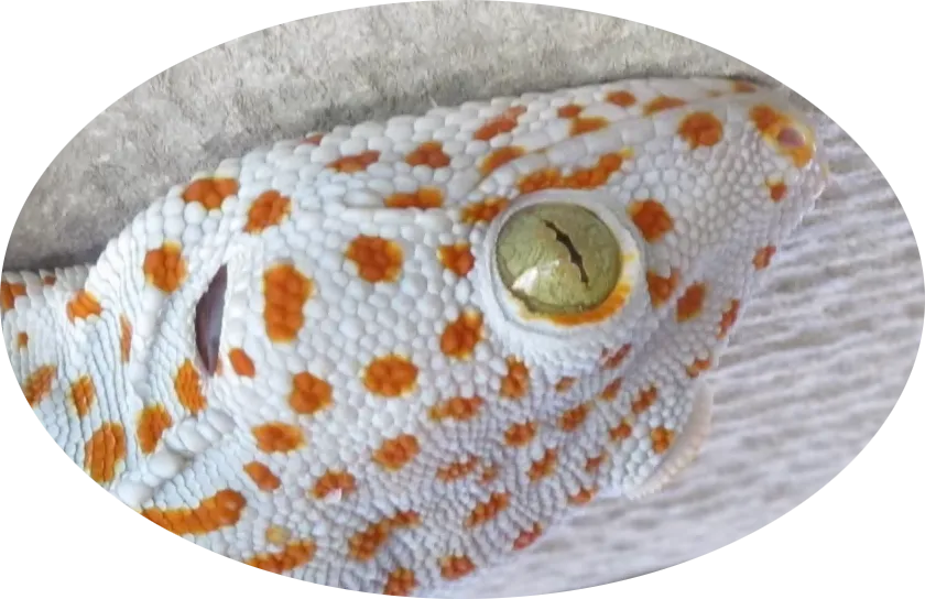 gecko head